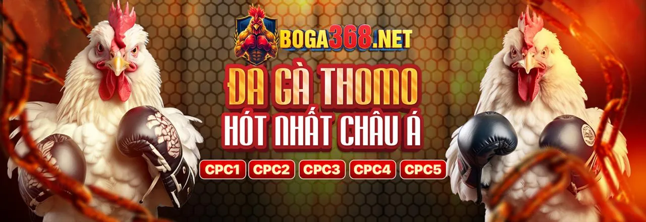 Đấu gà trực tiếp kịch tính tại okvip top